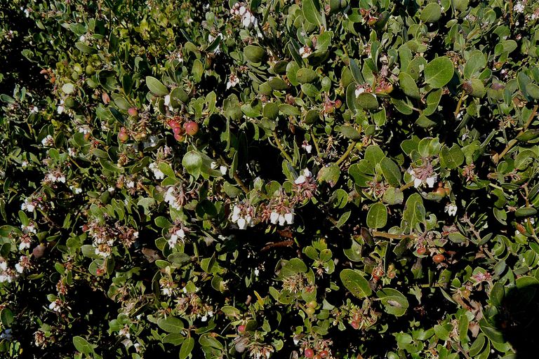Arctostaphylos morroensis