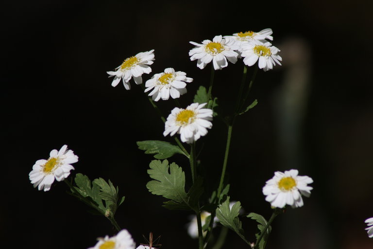 Tanacetum parthenium Tanacetum parthenium