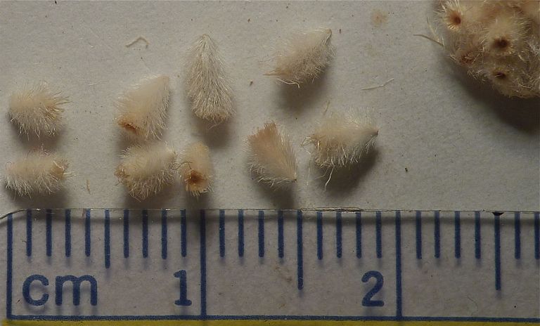 Acamptopappus sphaerocephalus