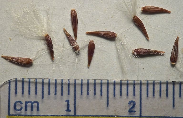 Ericameria nauseosa