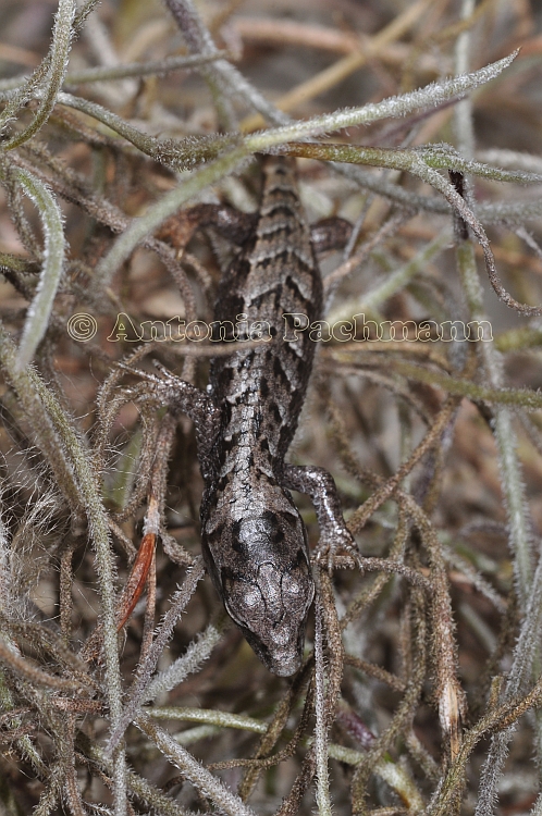 Abronia campbelli Abronia campbelli