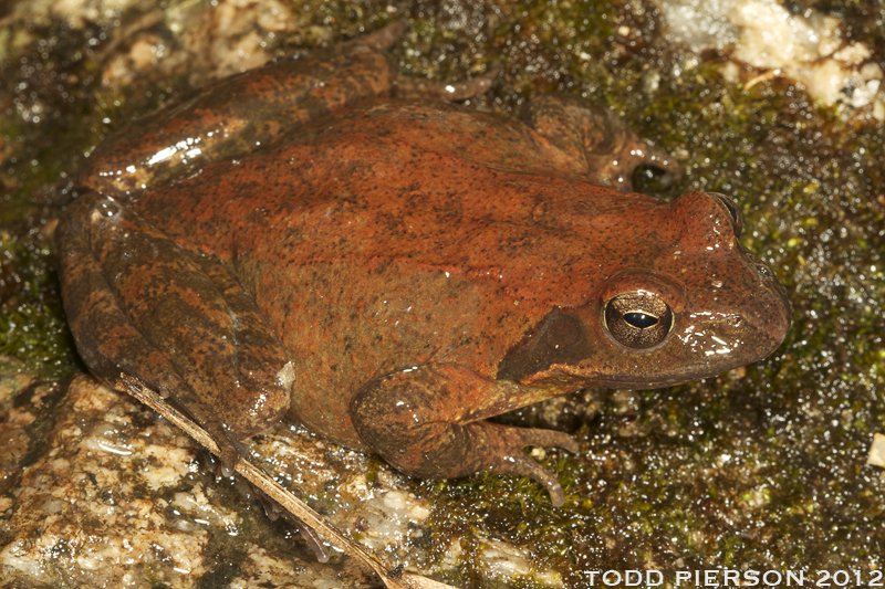 Rana huanrensis