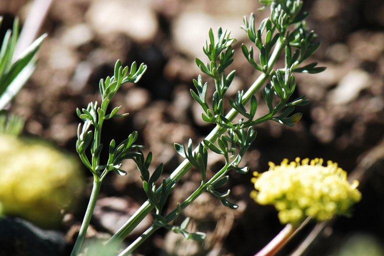 Lomatium austiniae