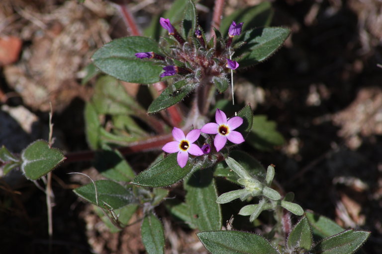 Collomia diversifolia