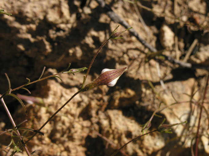 Cordylanthus tenuis ssp. brunneus