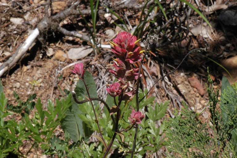 Castilleja elata Castilleja elata