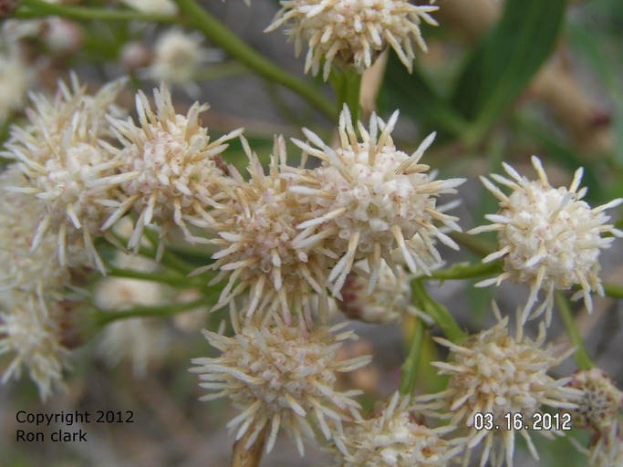 Baccharis salicifolia Baccharis salicifolia