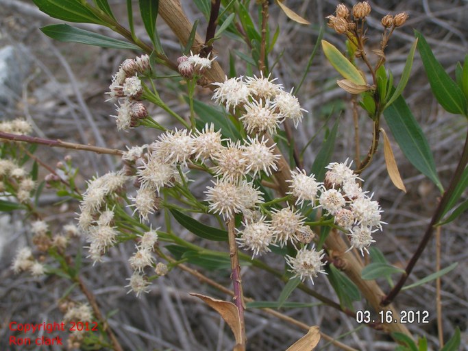 Baccharis salicifolia Baccharis salicifolia