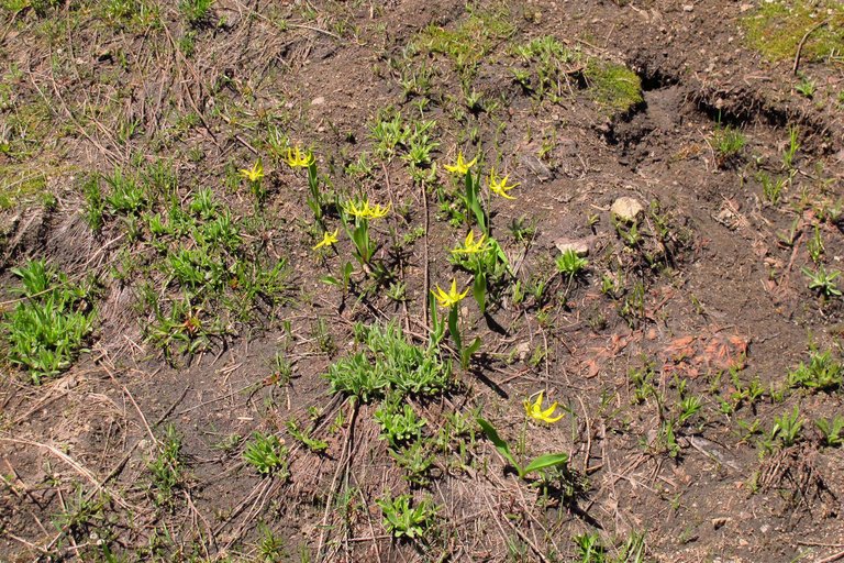 Erythronium grandiflorum ssp. grandiflorum Erythronium grandiflorum ssp. grandiflorum