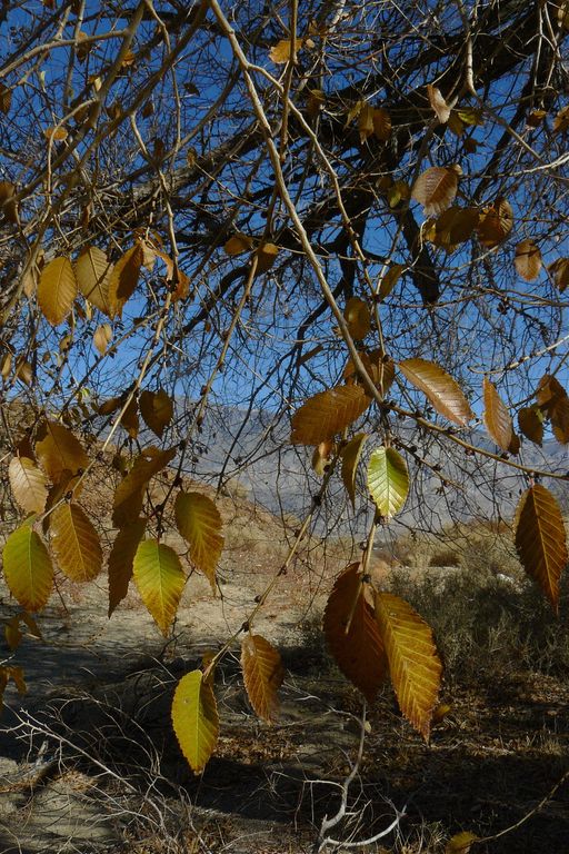 Populus trichocarpa