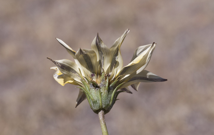 Gazania linearis