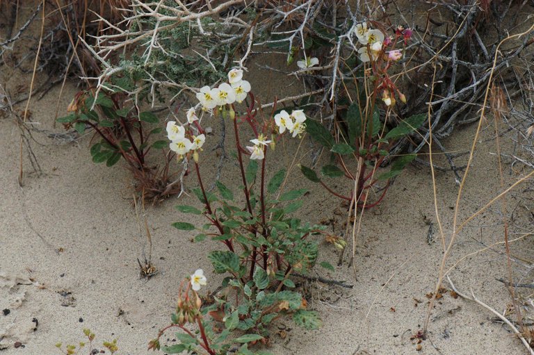 Chylismia claviformis ssp. integrior