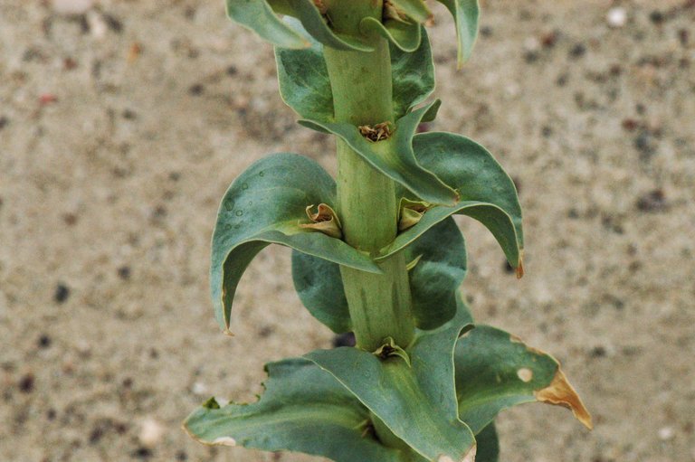Penstemon acuminatus var. latebracteatus Penstemon acuminatus var. latebracteatus