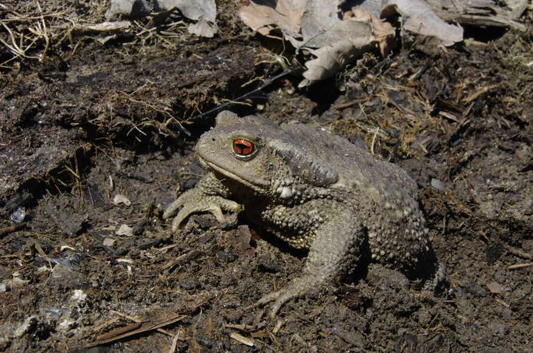 Bufo spinosus Bufo spinosus