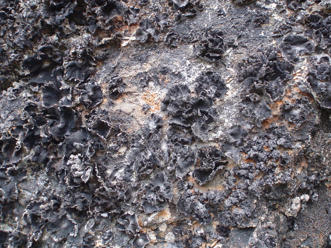 Umbilicaria rigida