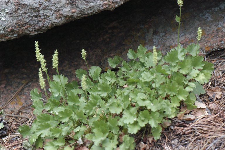 Heuchera bracteata