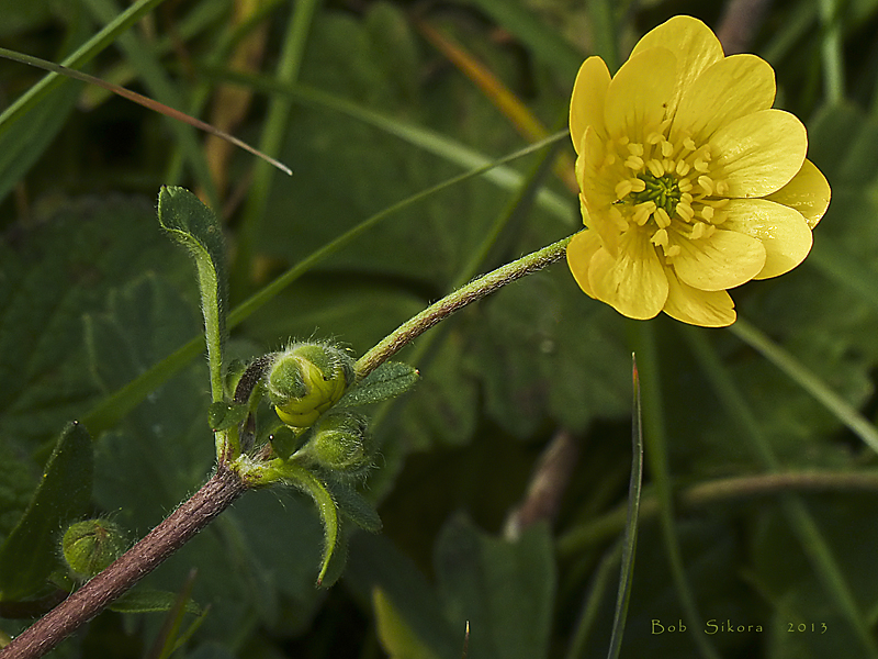 Ranunculus californicus var. cuneatus