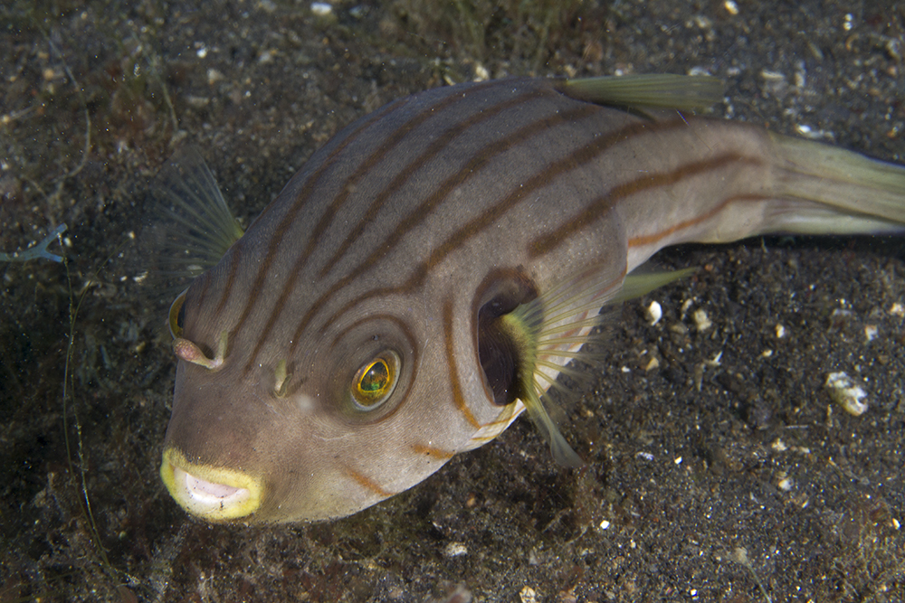 Arothron manilensis Arothron manilensis