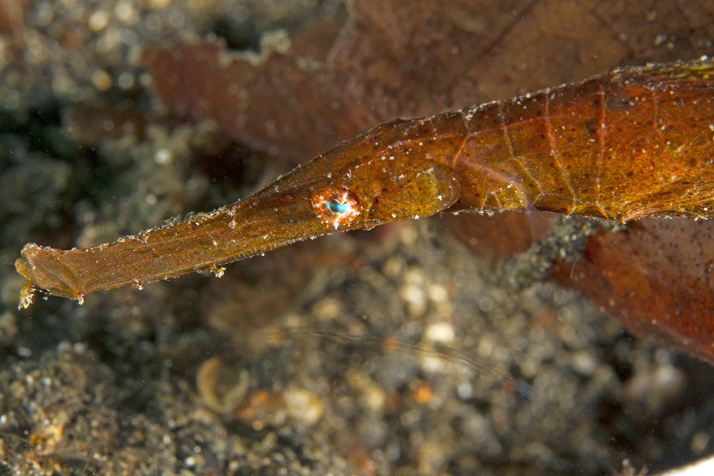 Solenostomus cyanopterus Solenostomus cyanopterus