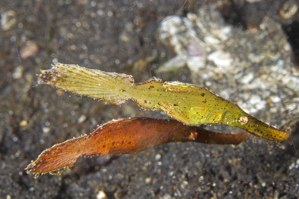 Solenostomus cyanopterus Solenostomus cyanopterus