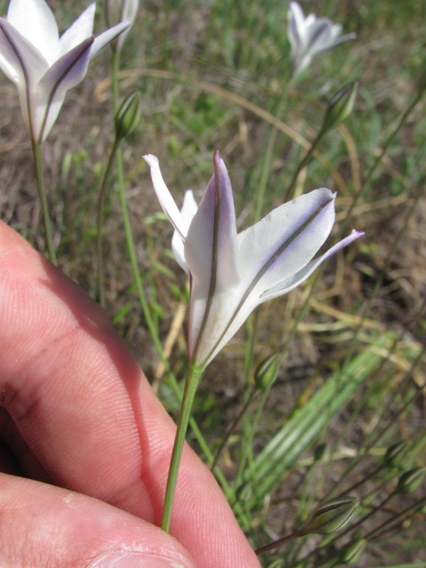 Triteleia peduncularis