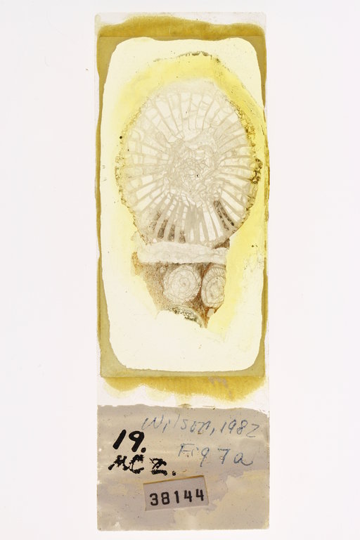 Clisiophyllum gabbi
