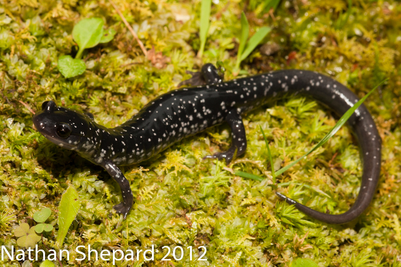 Plethodon cylindraceus Plethodon cylindraceus