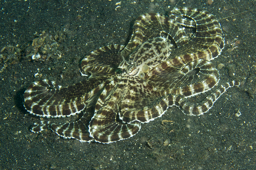 Thaumoctopus mimicus Thaumoctopus mimicus