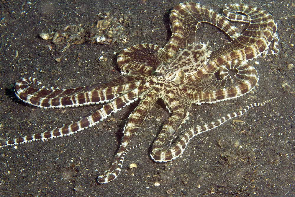 Thaumoctopus mimicus Thaumoctopus mimicus
