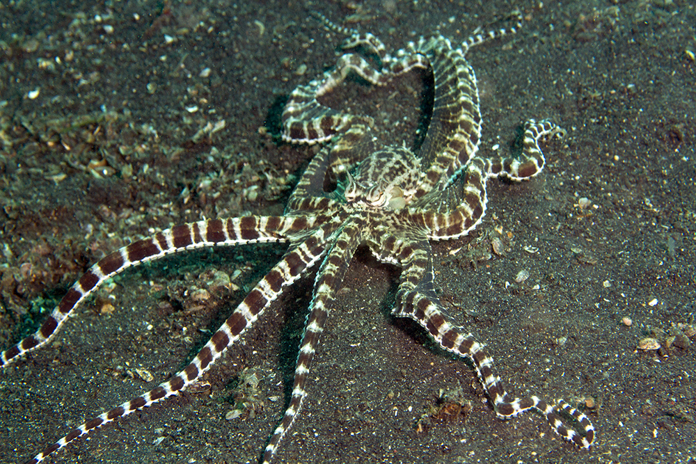 Thaumoctopus mimicus Thaumoctopus mimicus