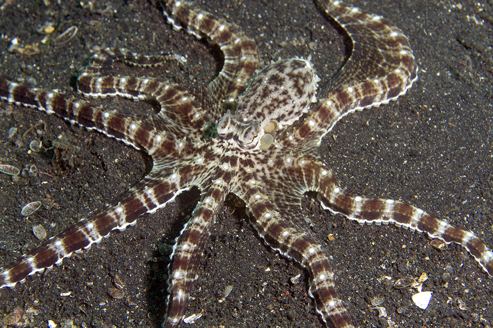 Thaumoctopus mimicus Thaumoctopus mimicus