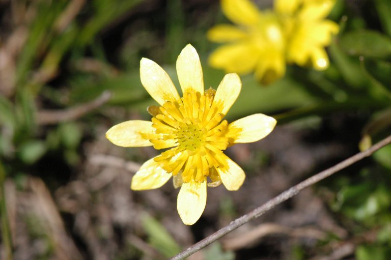 Ranunculus alismifolius var. montanus
