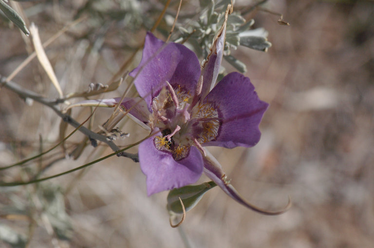 Calochortus macrocarpus var. macrocarpus Calochortus macrocarpus var. macrocarpus