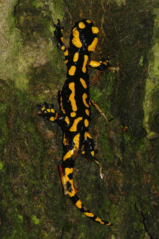 Salamandra salamandra