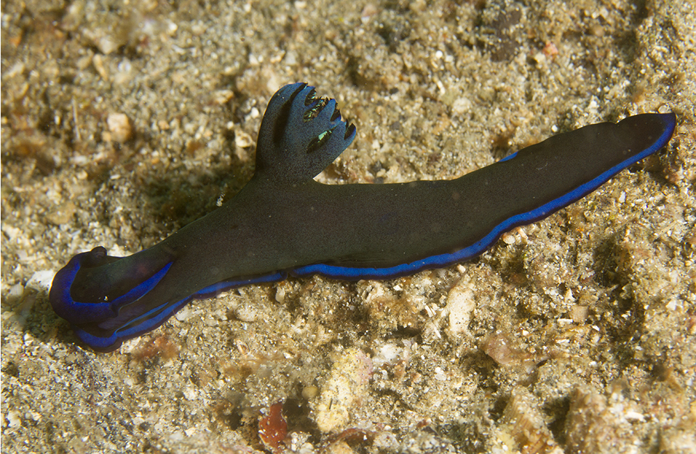 Tambja morosa Tambja morosa