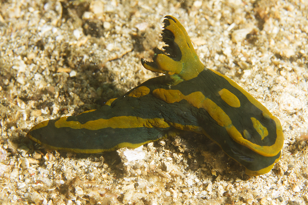 Tambja gabrielae Tambja gabrielae