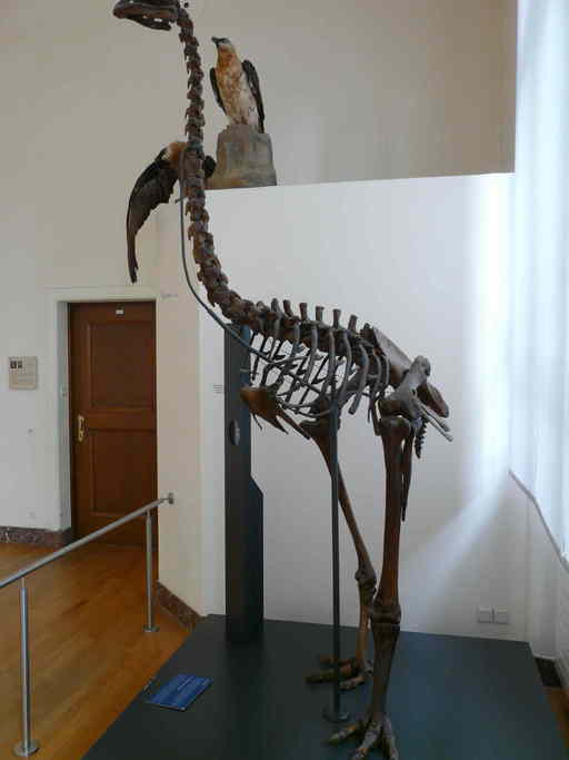 CalPhotos: Dinornis robustus; Moa Skeleton