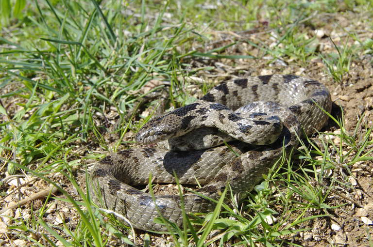 Telescopus fallax Telescopus fallax