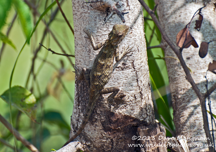 Calotes liolepis