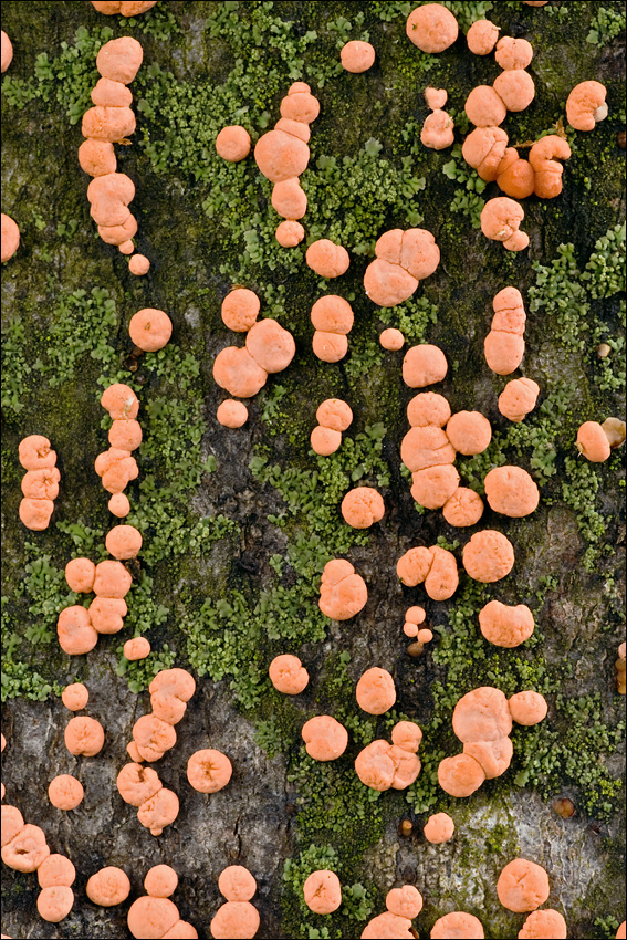 Tubercularia vulgaris