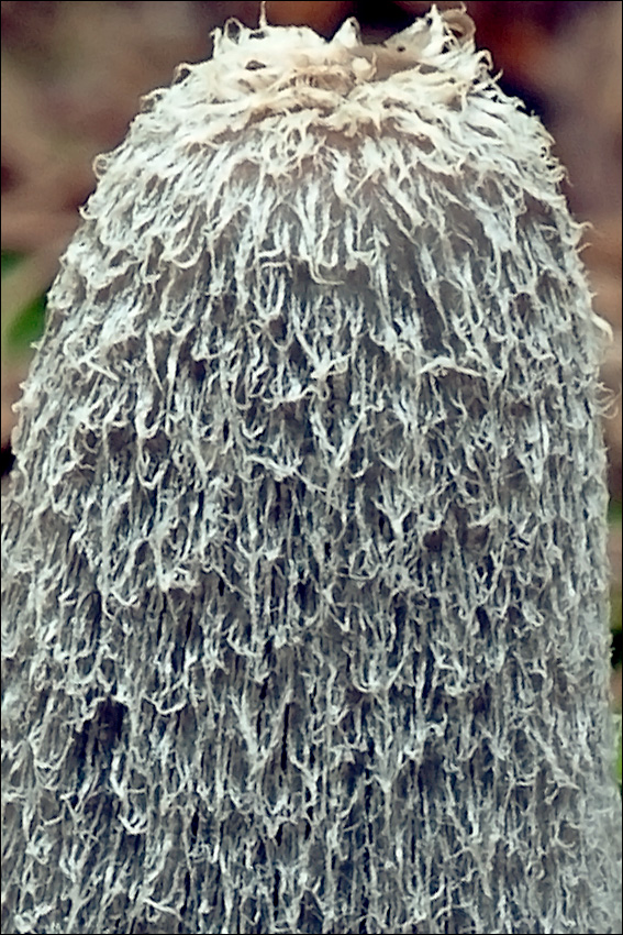 Coprinopsis lagopus