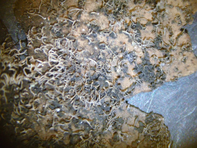 Umbilicaria vellea