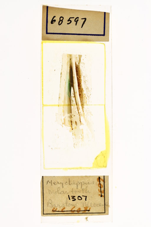 Merychippus