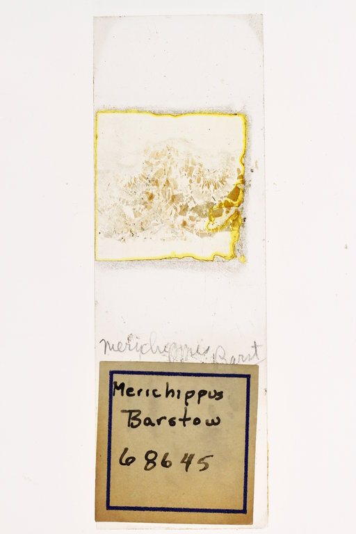 Merychippus