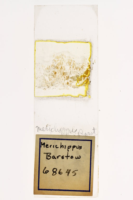 Merychippus