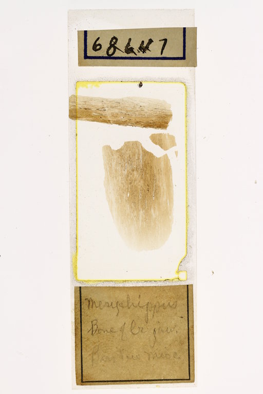 Merychippus