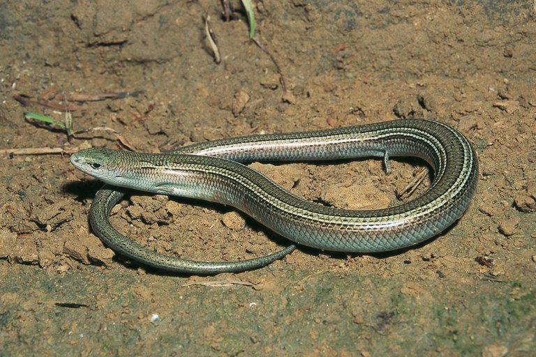 Chalcides chalcides Chalcides chalcides