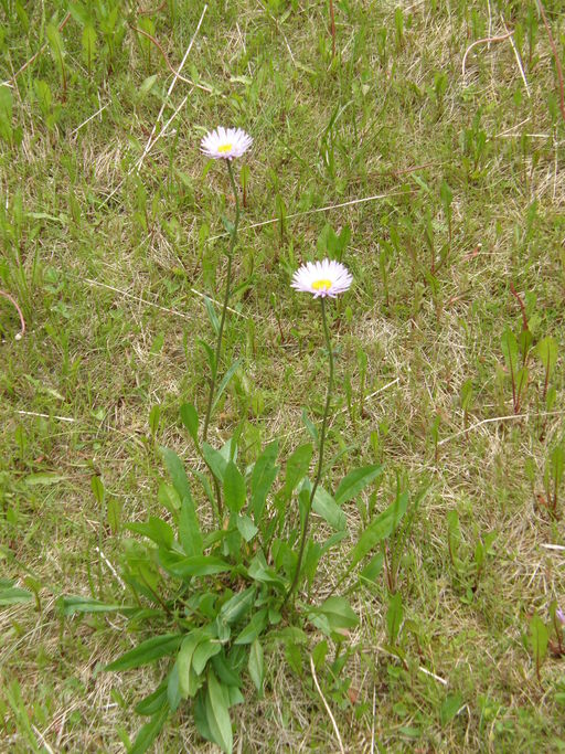 Erigeron peregrinus Erigeron peregrinus