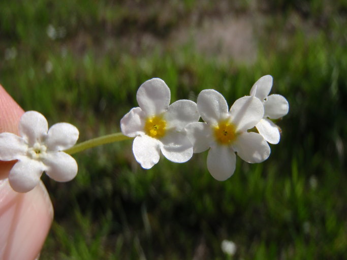 Plagiobothrys figuratus ssp. corallicarpus