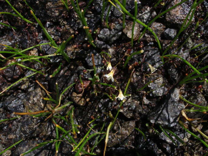 Romanzoffia thompsonii